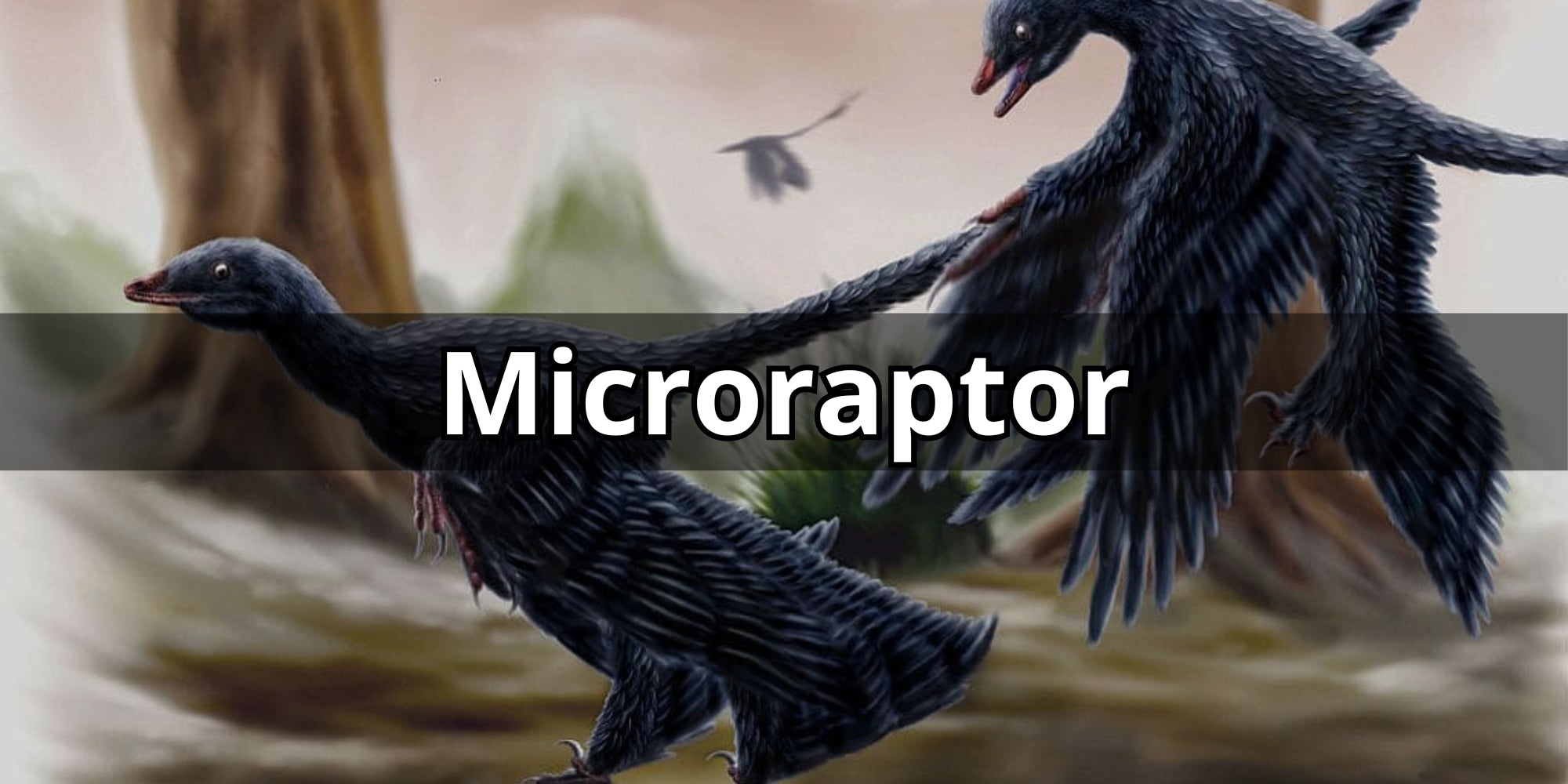Micropator