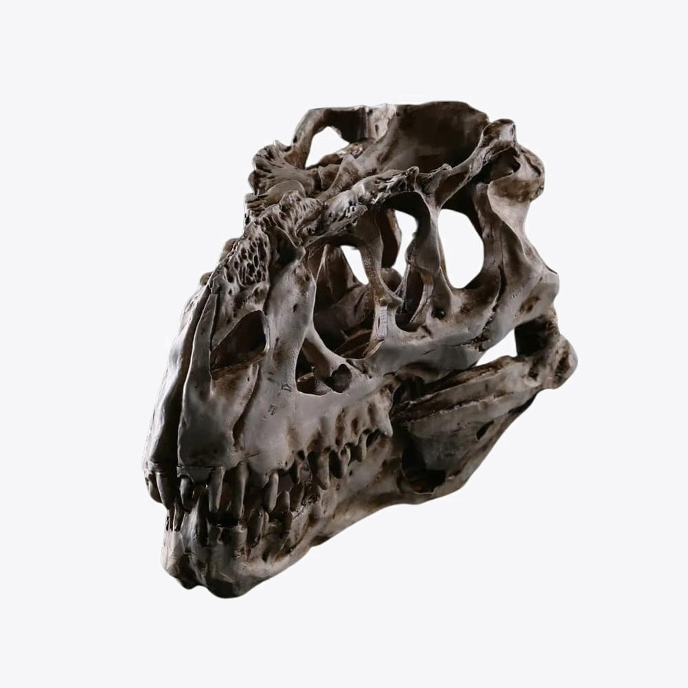 Crâne Dinosaure
